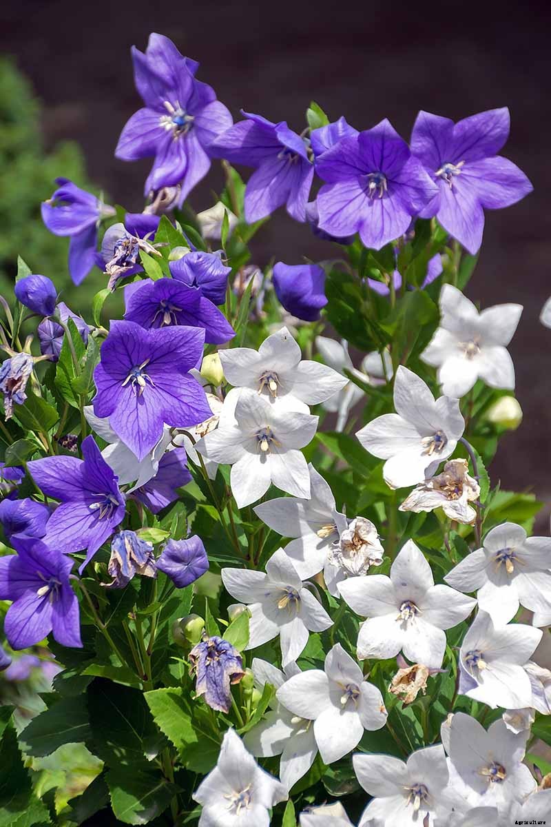 How to Grow and Care for Balloon Flowers