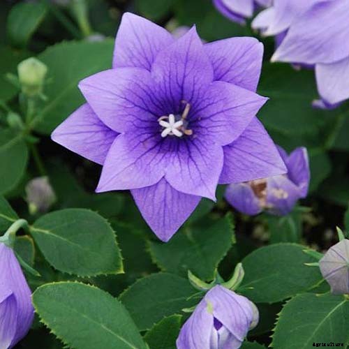 How to Grow and Care for Balloon Flowers