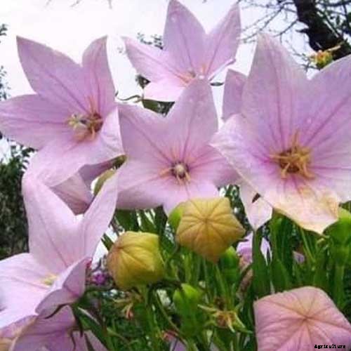 How to Grow and Care for Balloon Flowers