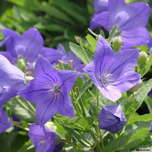 How to Grow and Care for Balloon Flowers