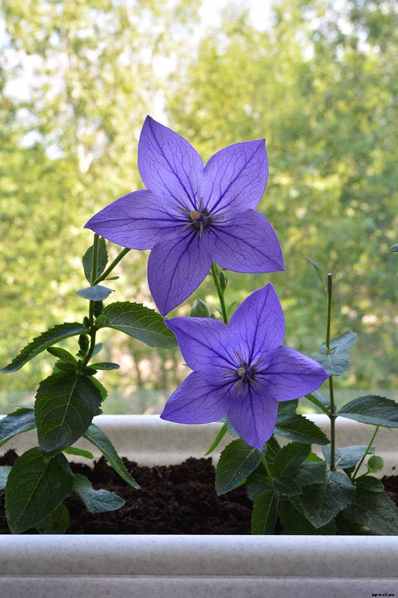 How to Grow and Care for Balloon Flowers