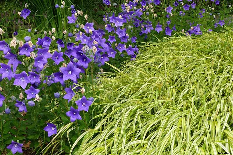 How to Grow and Care for Balloon Flowers