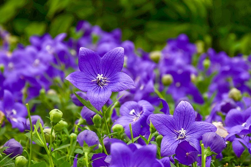 How to Grow and Care for Balloon Flowers