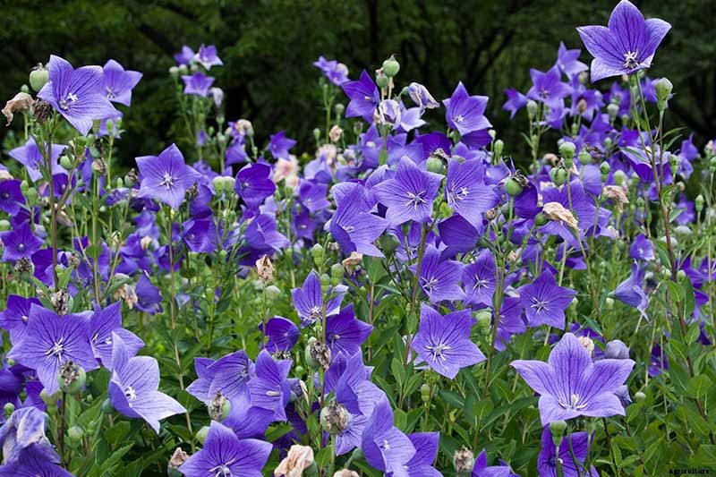 How to Grow and Care for Balloon Flowers