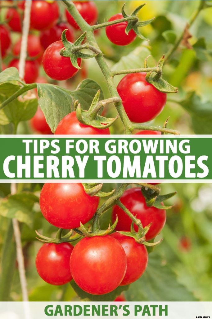 How to Grow Cherry Tomatoes
