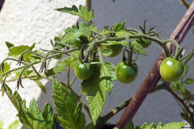 How to Grow Cherry Tomatoes