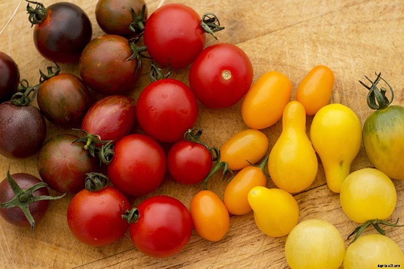 How to Grow Cherry Tomatoes