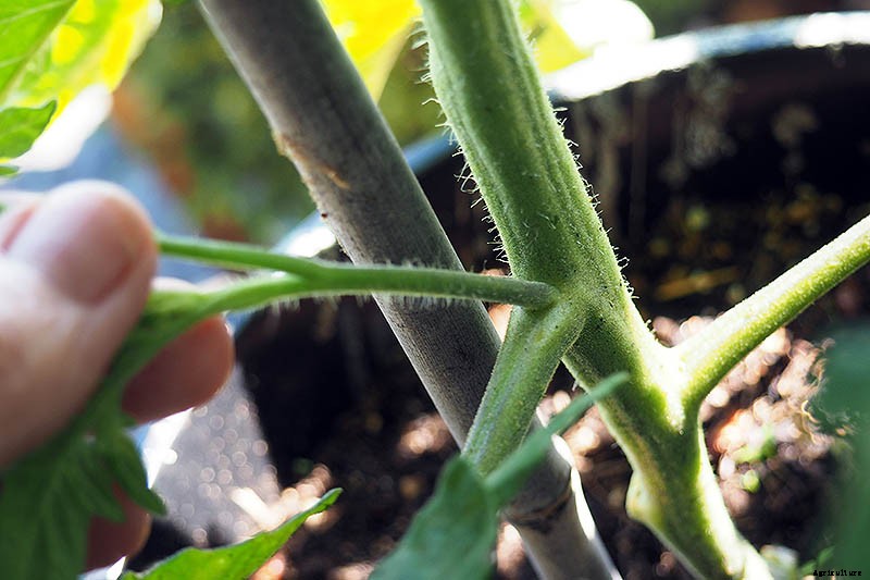 How to Grow Cherry Tomatoes