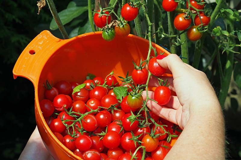 How to Grow Cherry Tomatoes