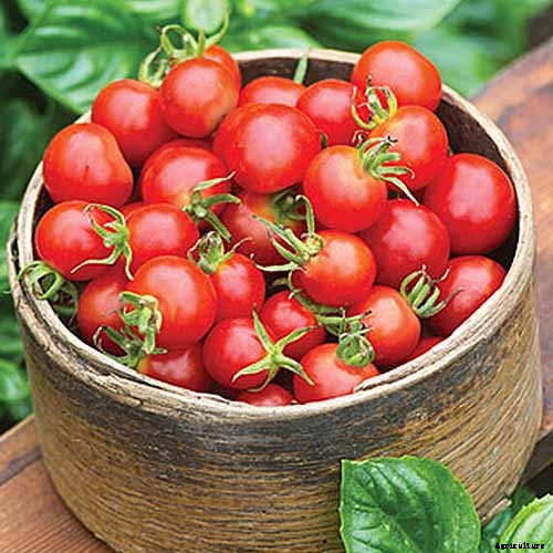 How to Grow Cherry Tomatoes