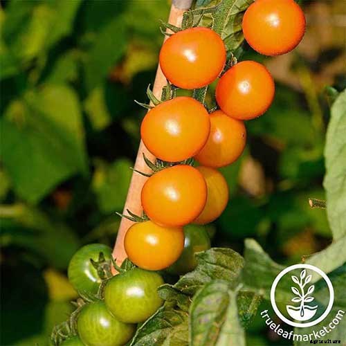 How to Grow Cherry Tomatoes