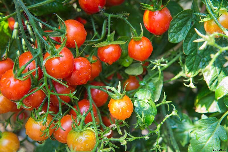 How to Grow Cherry Tomatoes