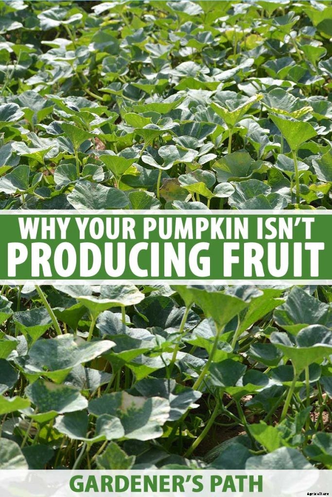 5 Reasons Why Your Pumpkin Isn’t Producing Fruit