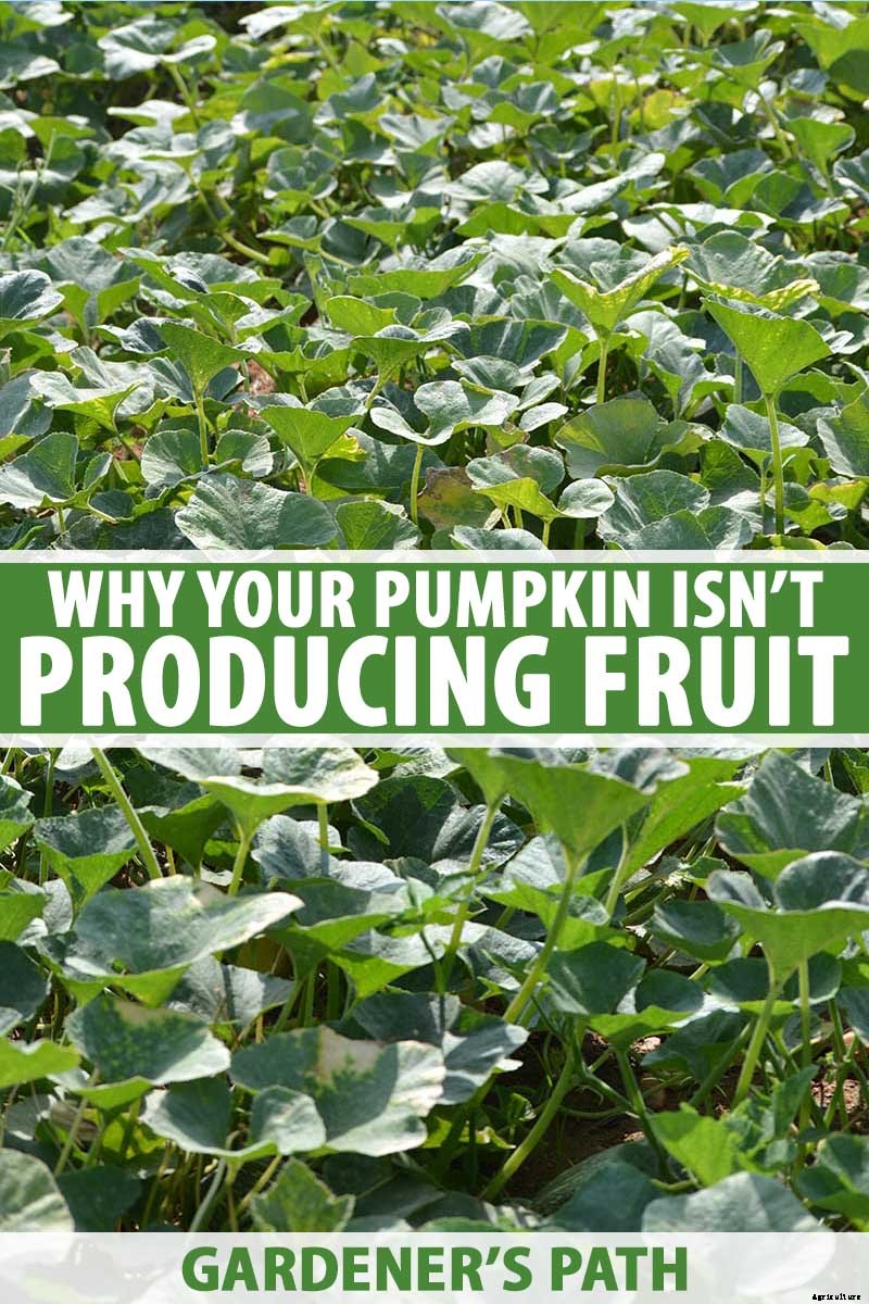 5 Reasons Why Your Pumpkin Isn’t Producing Fruit
