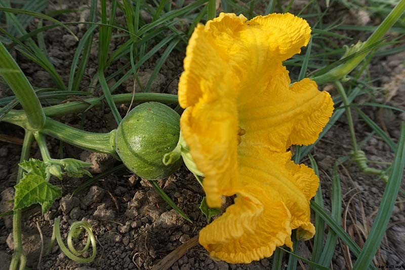 5 Reasons Why Your Pumpkin Isn’t Producing Fruit