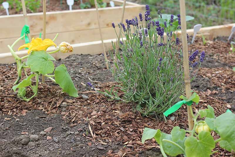 5 Reasons Why Your Pumpkin Isn’t Producing Fruit