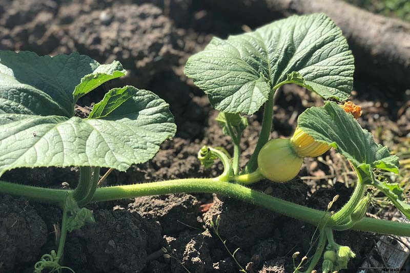 5 Reasons Why Your Pumpkin Isn’t Producing Fruit