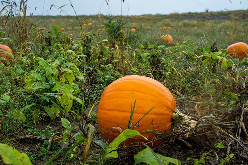 5 Reasons Why Your Pumpkin Isn’t Producing Fruit