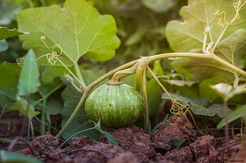5 Reasons Why Your Pumpkin Isn’t Producing Fruit