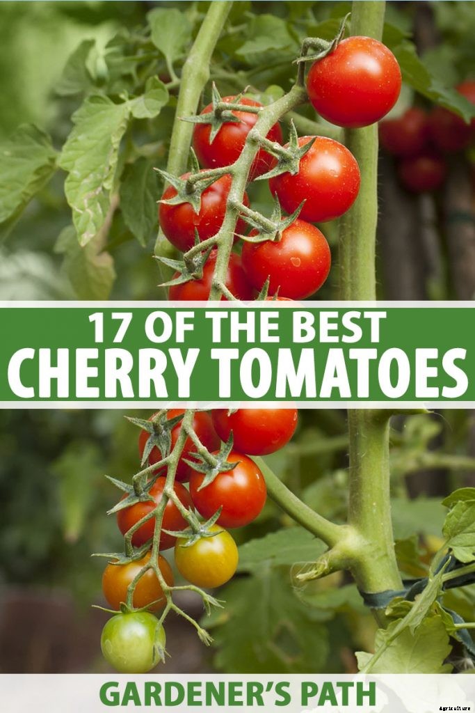 17 of the Best Cherry Tomatoes to Plant in Your Garden