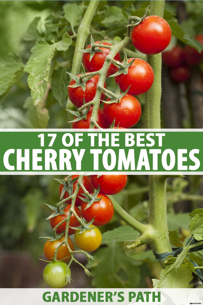 17 of the Best Cherry Tomatoes to Plant in Your Garden