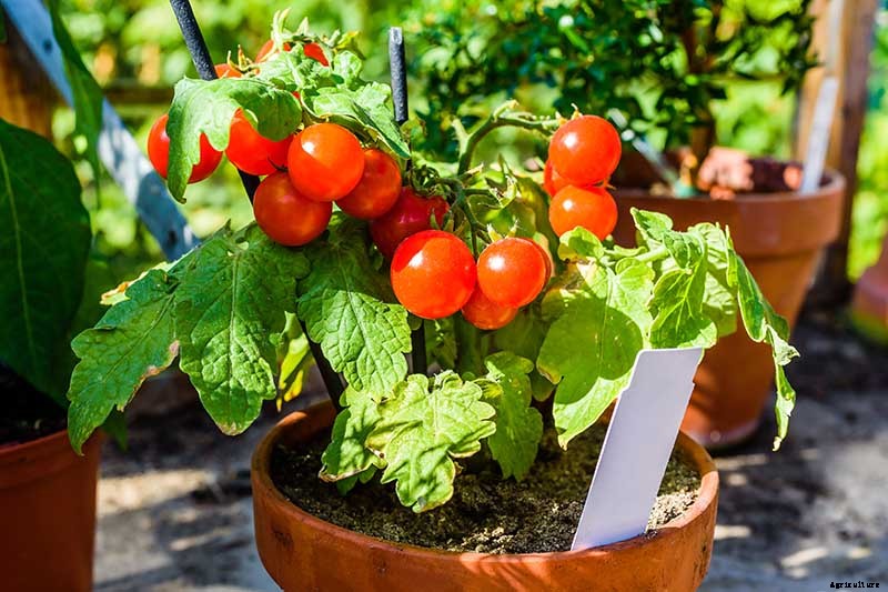 17 of the Best Cherry Tomatoes to Plant in Your Garden
