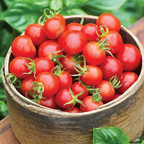 17 of the Best Cherry Tomatoes to Plant in Your Garden