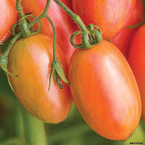 17 of the Best Cherry Tomatoes to Plant in Your Garden