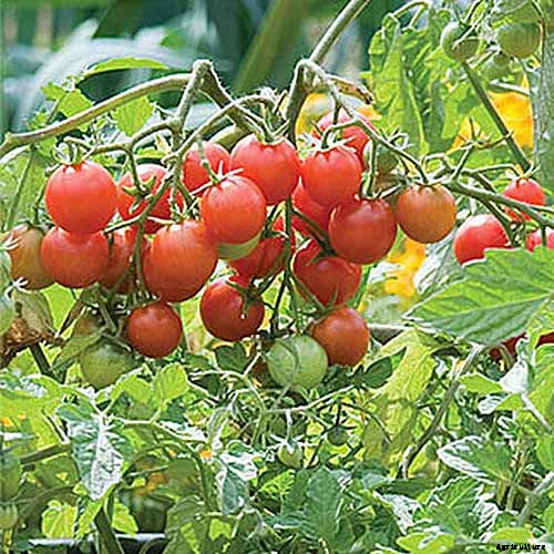 17 of the Best Cherry Tomatoes to Plant in Your Garden