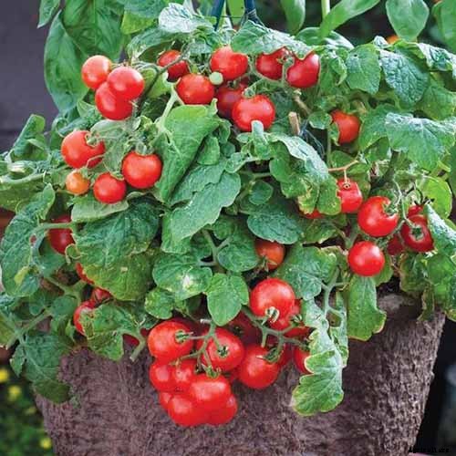 17 of the Best Cherry Tomatoes to Plant in Your Garden