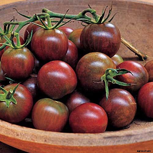 17 of the Best Cherry Tomatoes to Plant in Your Garden