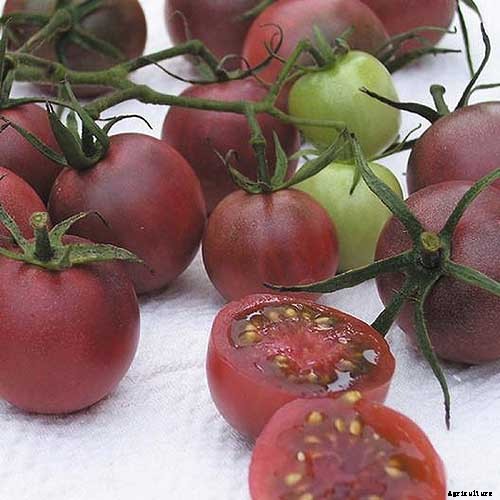 17 of the Best Cherry Tomatoes to Plant in Your Garden