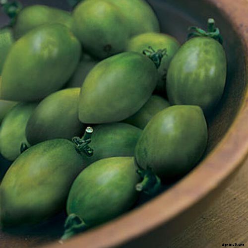 17 of the Best Cherry Tomatoes to Plant in Your Garden