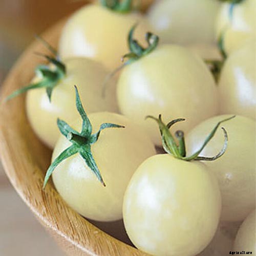17 of the Best Cherry Tomatoes to Plant in Your Garden