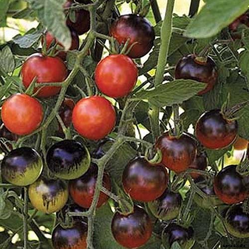 17 of the Best Cherry Tomatoes to Plant in Your Garden