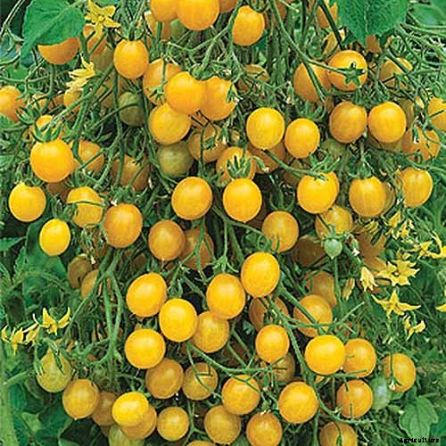 17 of the Best Cherry Tomatoes to Plant in Your Garden