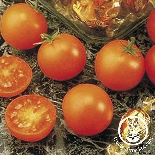 17 of the Best Cherry Tomatoes to Plant in Your Garden