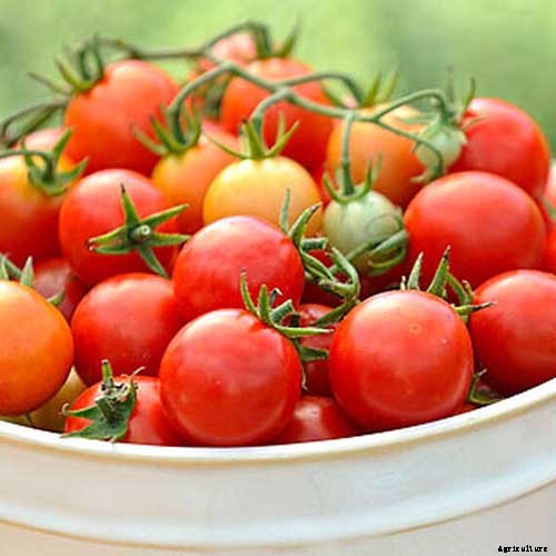 17 of the Best Cherry Tomatoes to Plant in Your Garden