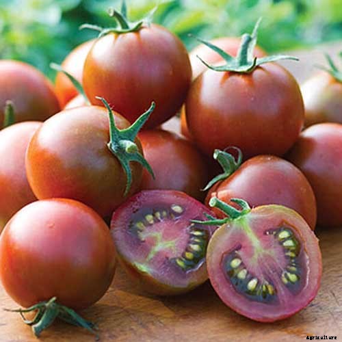 17 of the Best Cherry Tomatoes to Plant in Your Garden