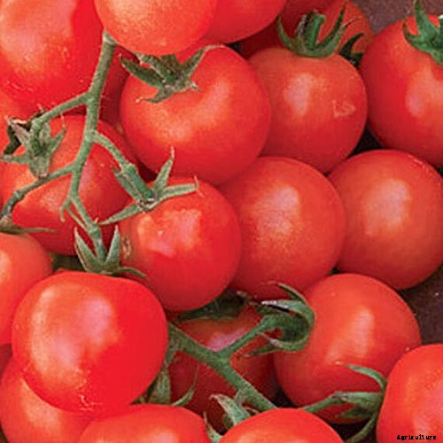 17 of the Best Cherry Tomatoes to Plant in Your Garden
