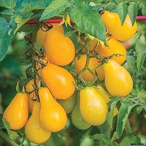 17 of the Best Cherry Tomatoes to Plant in Your Garden
