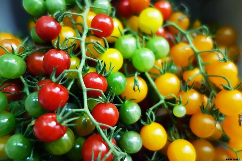 17 of the Best Cherry Tomatoes to Plant in Your Garden