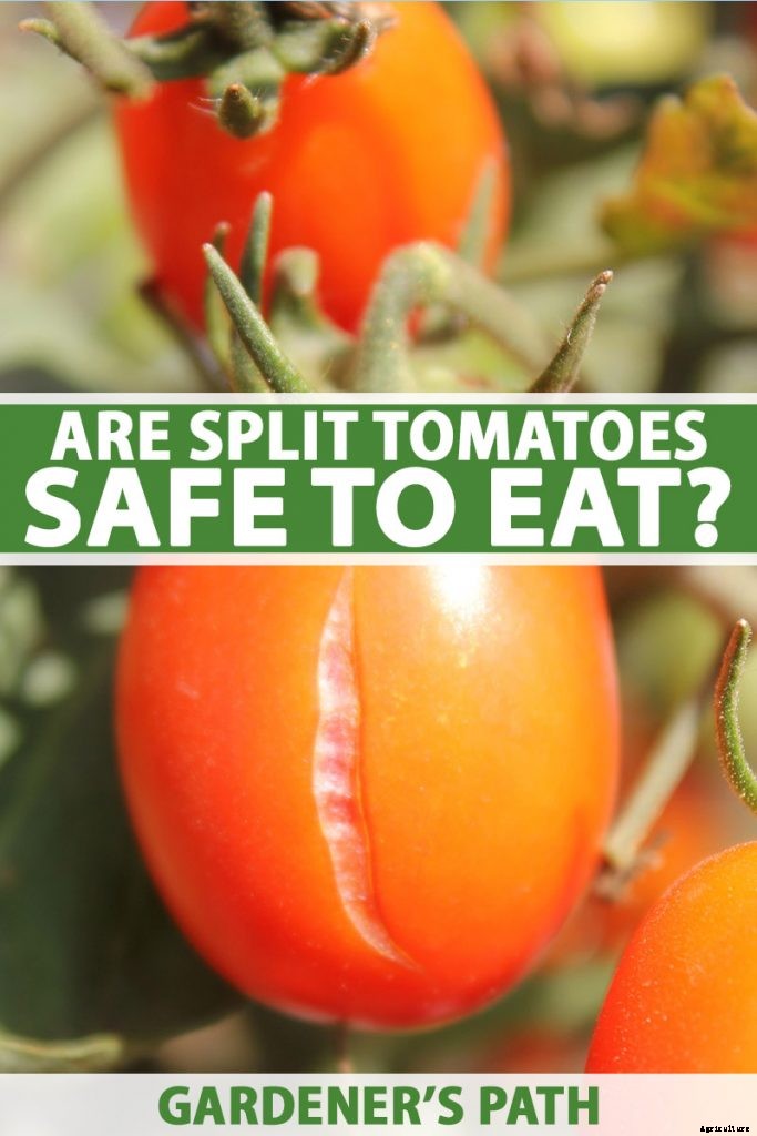 Cracked Fruit on the Vine: Are Split Tomatoes Safe to Eat?