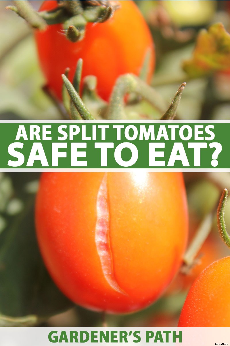 Cracked Fruit on the Vine: Are Split Tomatoes Safe to Eat?