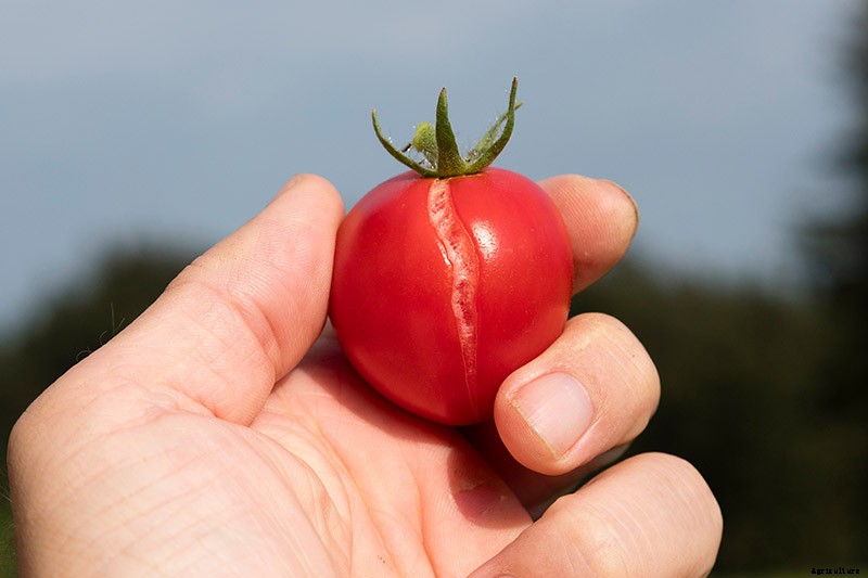 Cracked Fruit on the Vine: Are Split Tomatoes Safe to Eat?