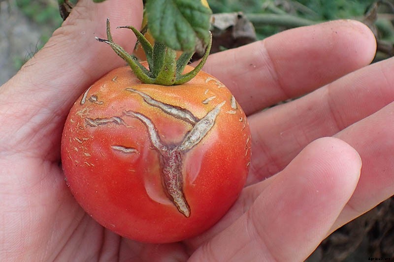 Cracked Fruit on the Vine: Are Split Tomatoes Safe to Eat?