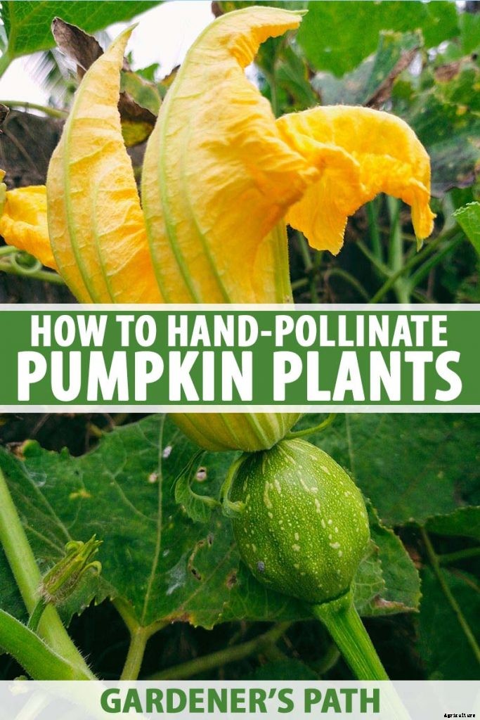 How to Hand-Pollinate Your Pumpkin Plants