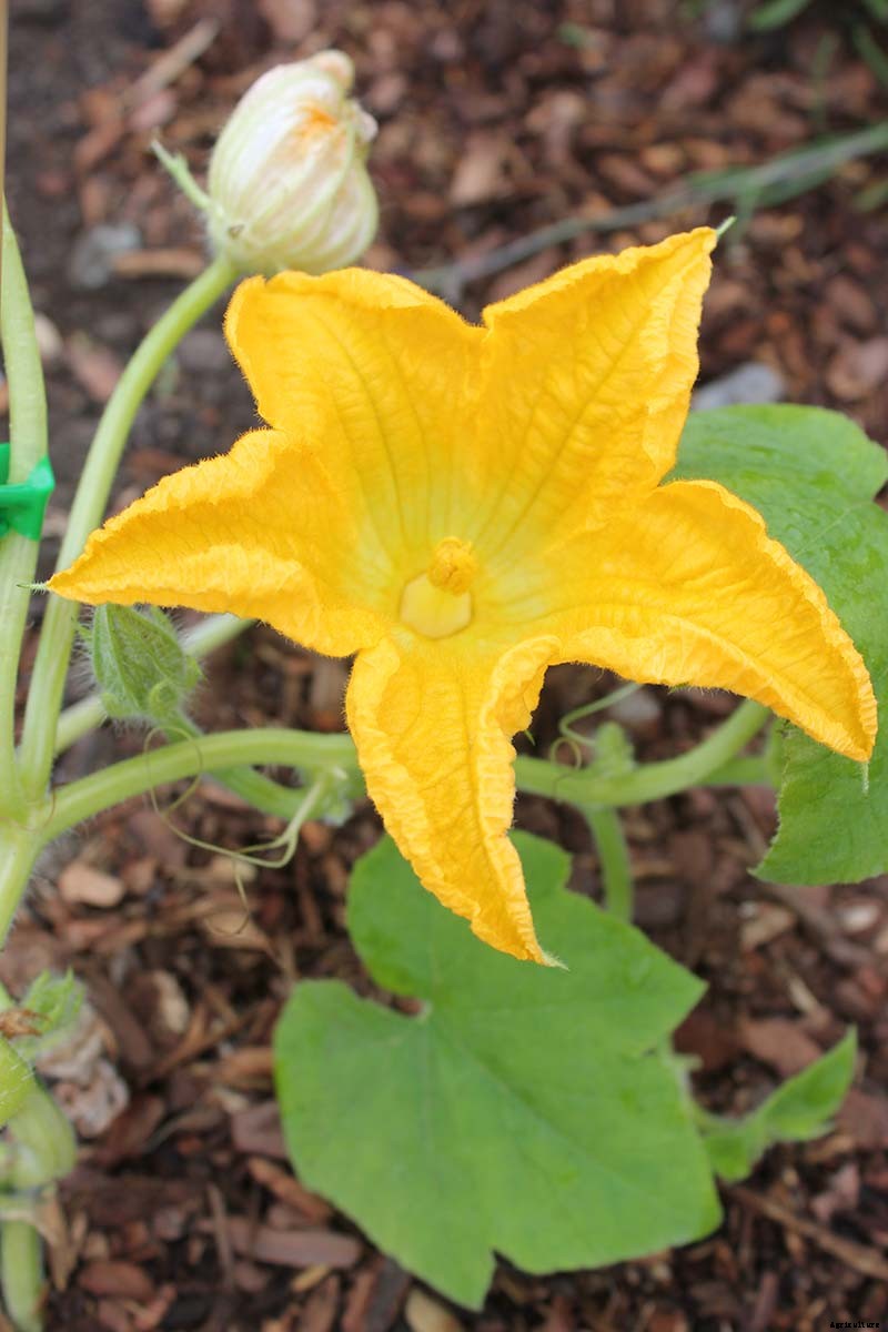 How to Hand-Pollinate Your Pumpkin Plants
