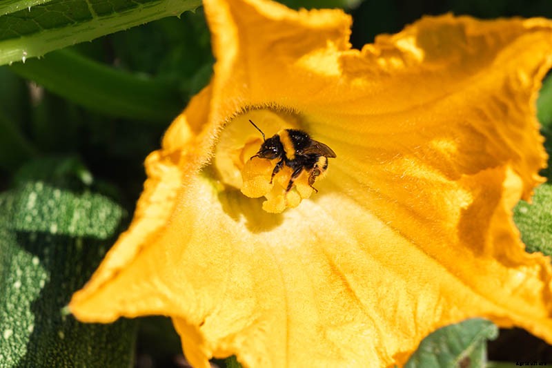 How to Hand-Pollinate Your Pumpkin Plants