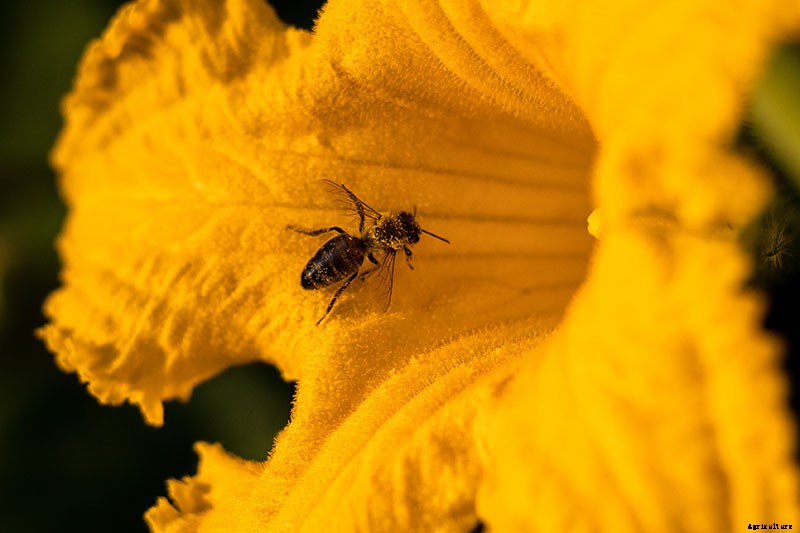 How to Hand-Pollinate Your Pumpkin Plants